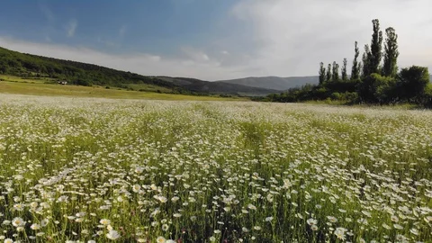Meadow of spring daisy flowers Stock Footage 102598724