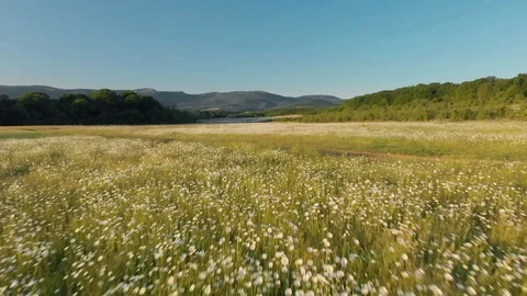 Meadow of spring daisy flowers Stock Footage 103009947
