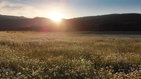 Meadow of spring daisy flowers 動画素材 103010038