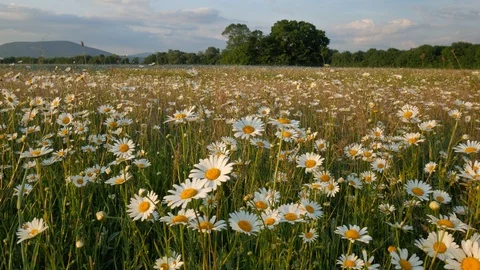 Meadow of spring daisy flowers  Stock Footage 103493878