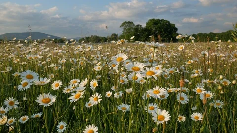 Meadow of spring daisy flowers Vídeos de archivo 103493896