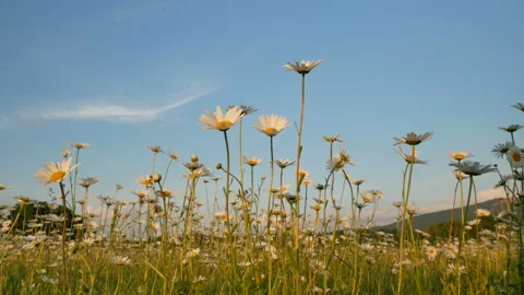 Meadow of spring daisy flowers Stock Footage 103493964