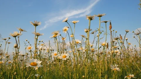 Meadow of spring daisy flowers Vidéo 103495966