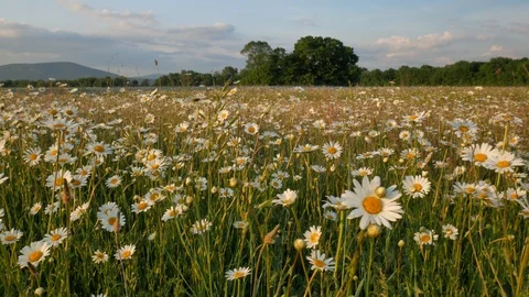 Meadow of spring daisy flowers Stock Footage 103495968