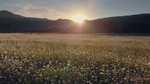 Meadow of spring daisy Video stock 90081398