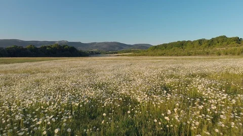 Meadow of spring daisy 動画素材 90081409