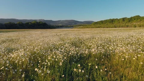 Meadow of spring daisy Stock Footage 90081444