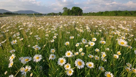 Meadow of spring daisy Vídeos de archivo 100701494