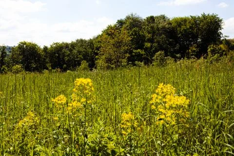 Meadow on spring day Stock Photos