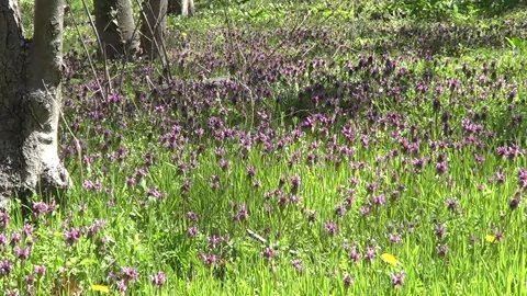 Meadow with spring flowers lilith. Stock Footage 329615615