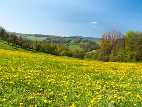 Meadow of spring flowers Foto stock