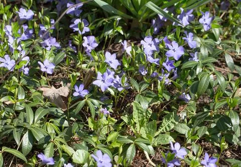 Meadow with spring flowers. Stock Photos