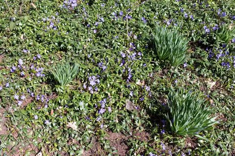 Meadow with spring flowers. 写真素材
