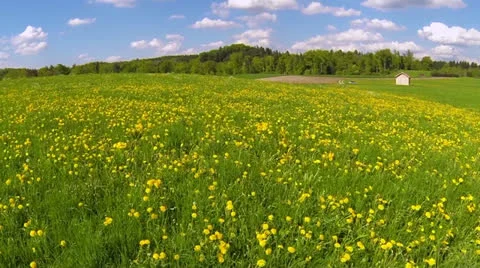 Meadow in the spring Stock Footage 23208820