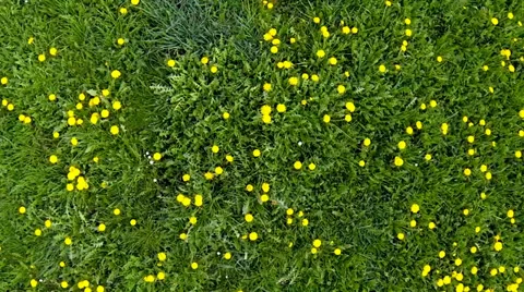 Meadow in spring Stock Footage 38035156