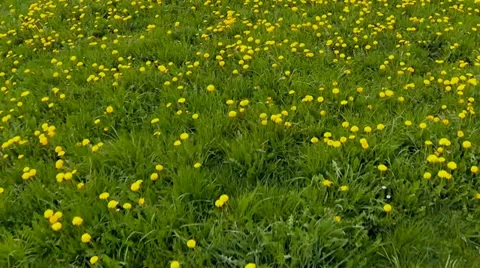 Meadow in spring Stock Footage 38035341