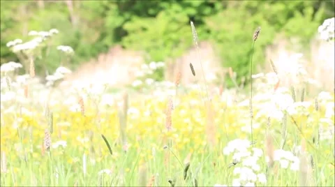 Meadow in the spring Stock Footage 51808332
