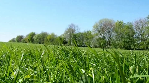 Meadow in Spring - Ground View Stock Footage 106995110