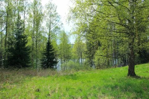 Meadow in spring Stock Photos