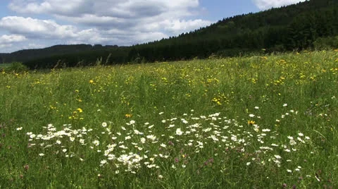 Meadow in Spring white and yellow flowers Stock-Footage 22784105