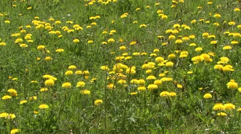 Meadow in Spring yellow flowers Stock-Footage 24743043