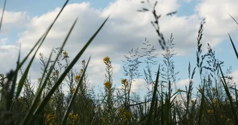 A meadow in the springtime Stock Footage 130530376