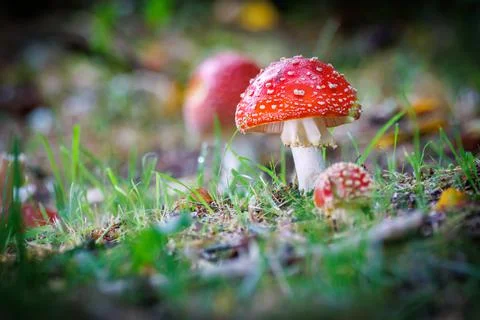 On a meadow stands a bright red toadstool. Stock Photos
