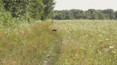 Meadow, stork on the road 스톡 동영상 40451470