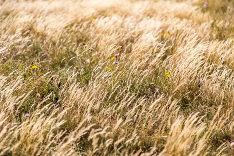 Meadow in summer for backgrounds Stock Photos