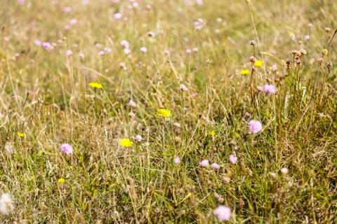 Meadow in summer for backgrounds Stock Photos