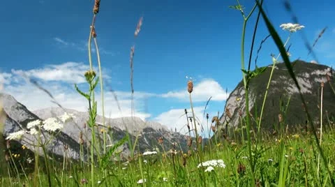 Meadow summer Stock Footage 9969920