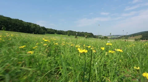 Meadow in summer Stock Footage 25814186