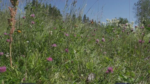 Meadow in Summer Stock Footage 107271672