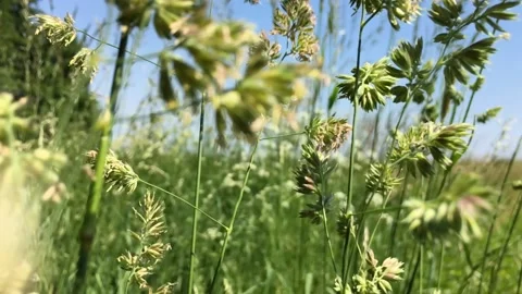 Meadow in the summer Video stock 131248534