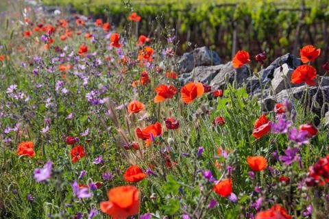 Meadow in summer Stock Photos