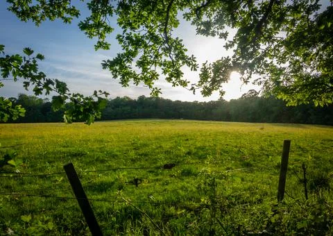 Meadow In Summer Stock Photos