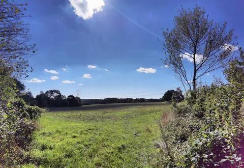 Meadow in summer Stock Photos