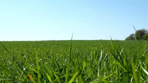 Meadow in Summertime with blue Sky - Tracking Shot Stock Footage 107365922