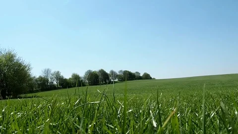 Meadow in Summertime - Tracking Shot Stock Footage 106994866