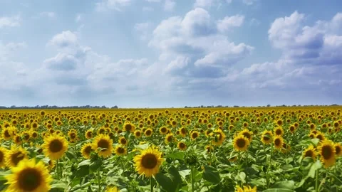 Meadow of sunflowers Stock Footage 136348579