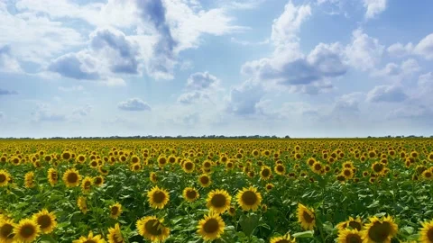 Meadow of sunflowers Stock Footage 136348607