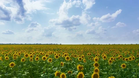 Meadow of sunflowers Stock Footage 136348610