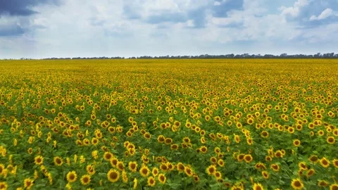Meadow of sunflowers Stock Footage 136348646