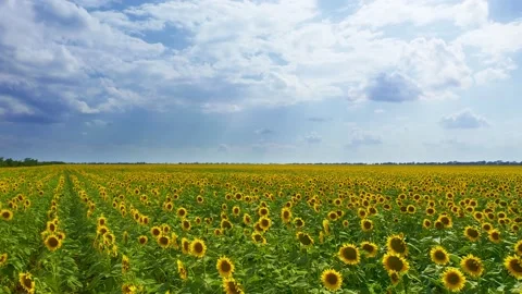 Meadow of sunflowers Stock Footage 136348675