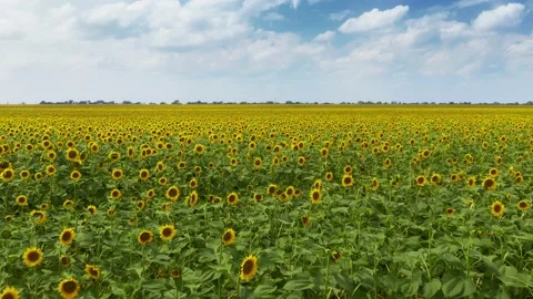 Meadow of sunflowers Stock Footage 136348691