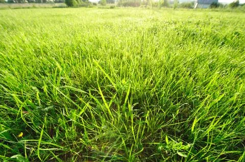 Meadow in sunlight Stock Photos