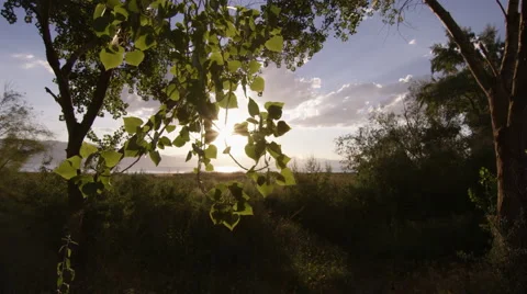 Meadow Sunrise 動画素材 66394735