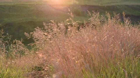 Meadow, sunset 2 Stock Footage 88253216