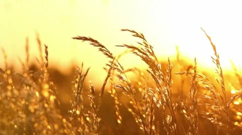 Meadow at sunset Stock Footage 10572564