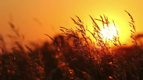 Meadow at sunset Stock Footage 10578631